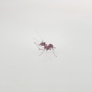 康-螞蟻(紫)-台灣玻璃館